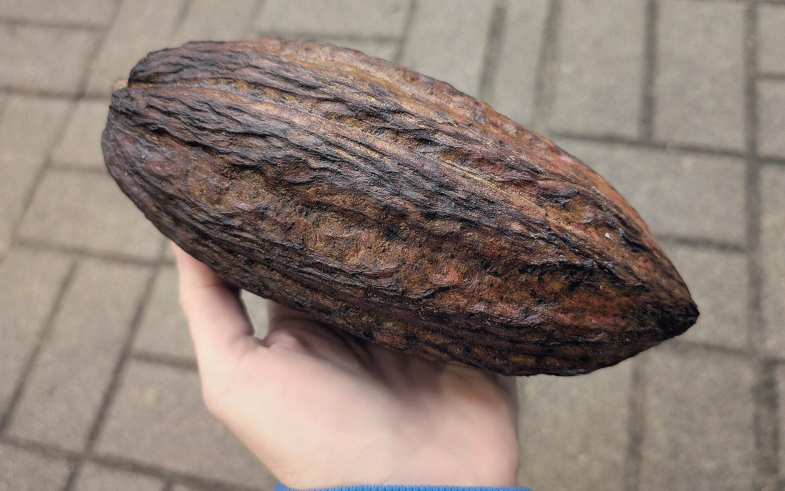 A hand holds a large ridged, dried cacao pod over a paved surface