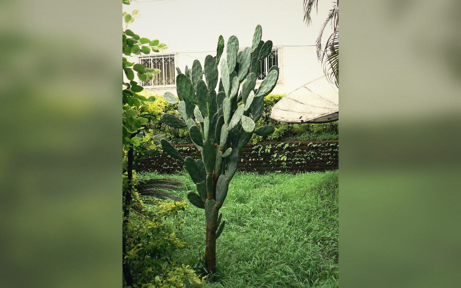 A tall prickly pear cactus growing in a grassy garden near a house
